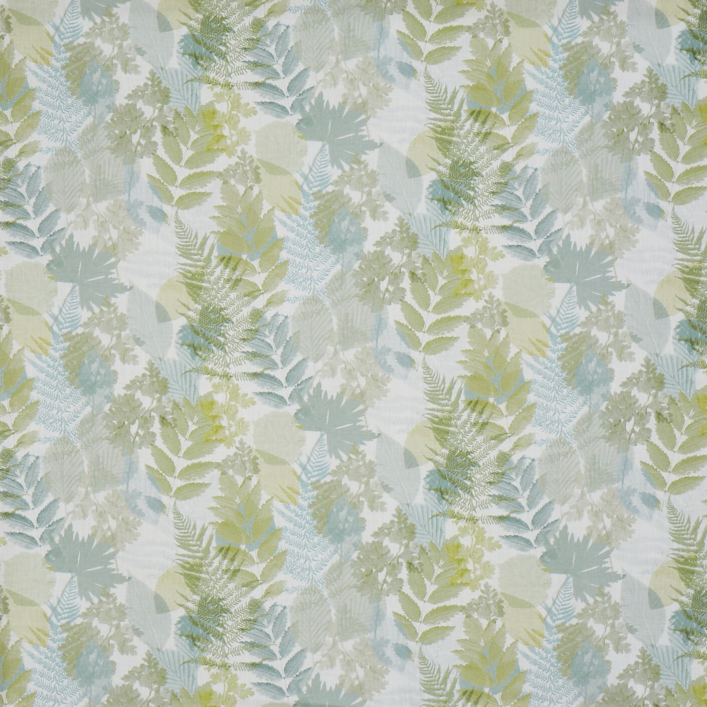 Forest Willow